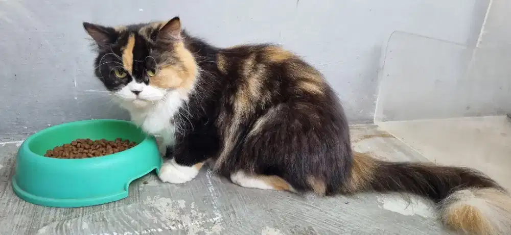 Adopsi Kucing dewasa