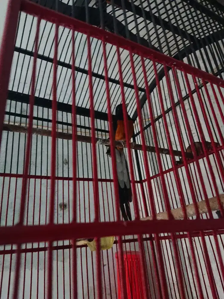 Murai batu  jantan dah males bunyi jual aja bs tt