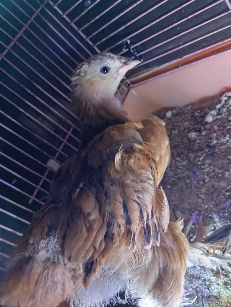 Ayam brahma jumbo umur 2bulan