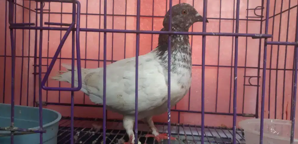 Burung dara/ merpati betina