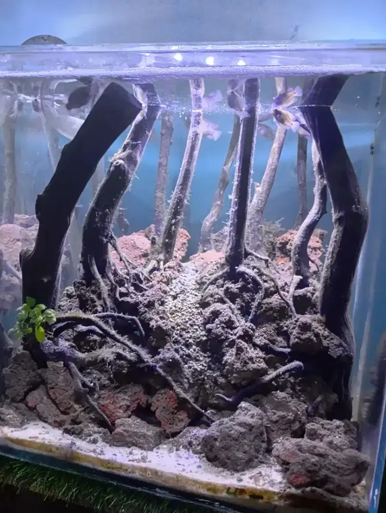 Aquascape tank 40x40x40