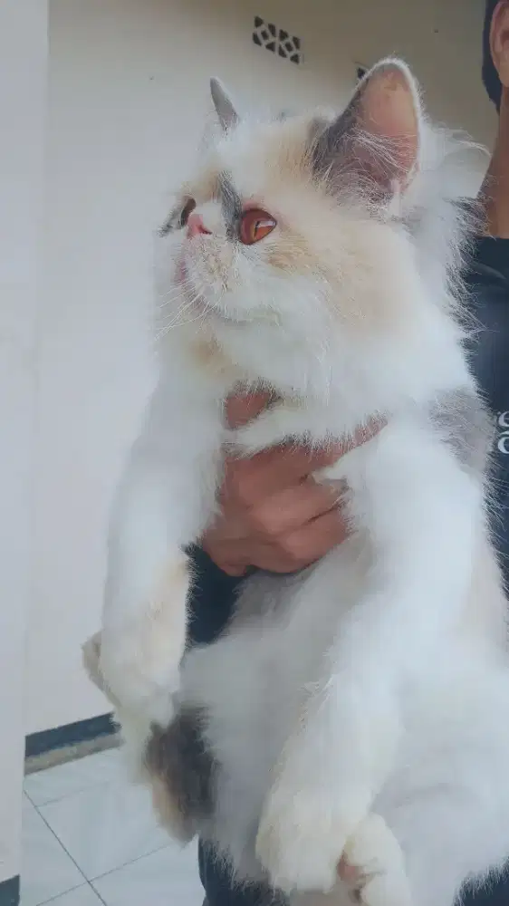 Kucing Betina Peaknose 7 Bln Warna Tricolour BIGBONE
