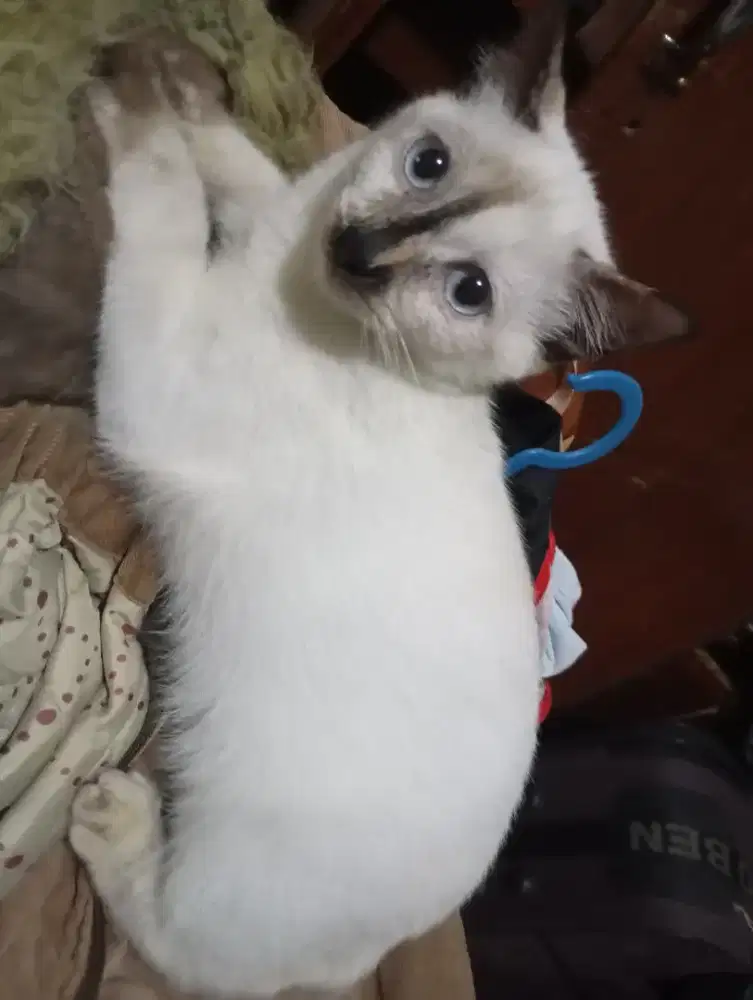 Anak kucing Himalaya x Domestic