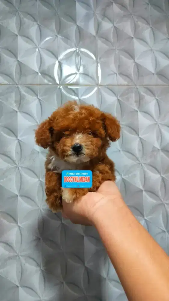 Poodle teacup betina