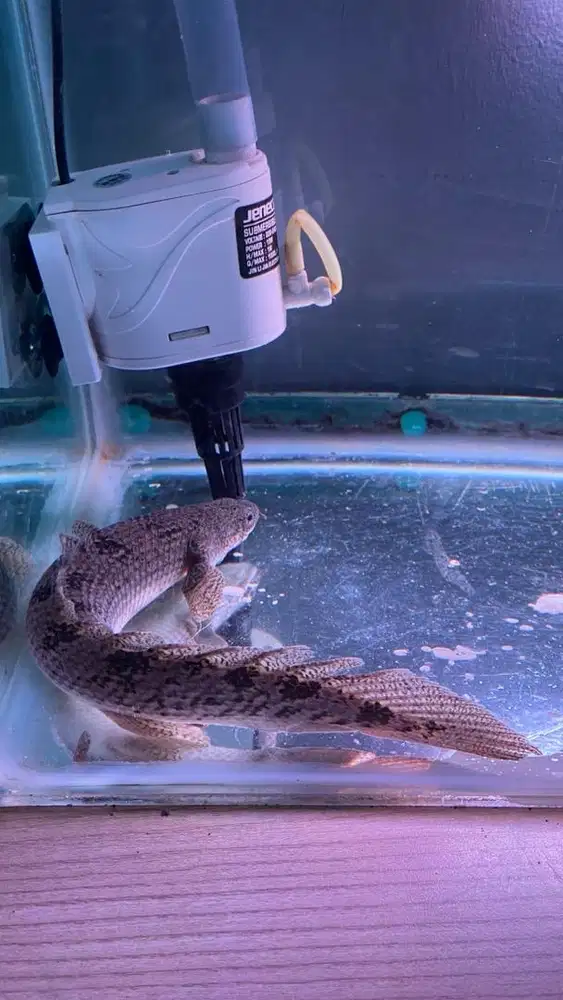 Palmas / Polypterus Sehat & Aktif – Siap Angkut