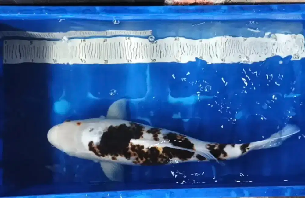 Ikan koi goromo 48cm
