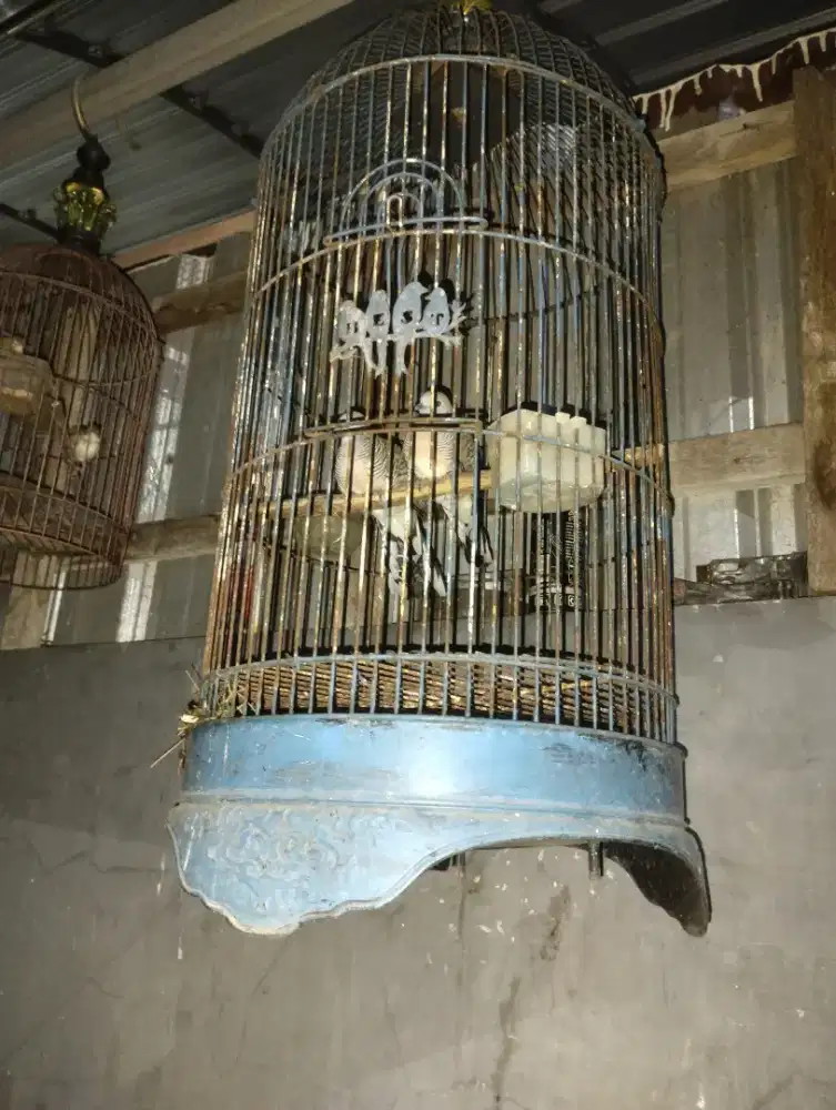 Perkutut lokal sepasang udah mau bunyi