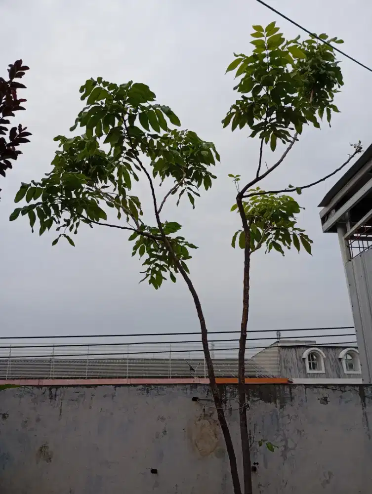 POHON BUAH KELENGKENG