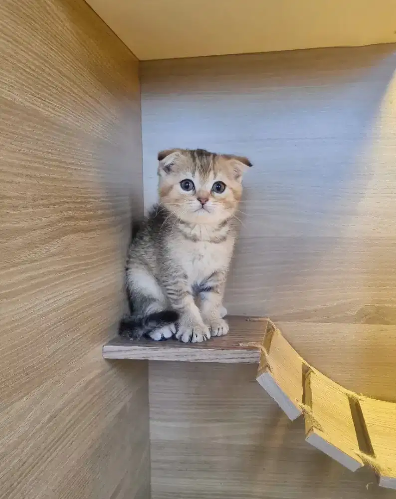 Scottish Fold (kitten)