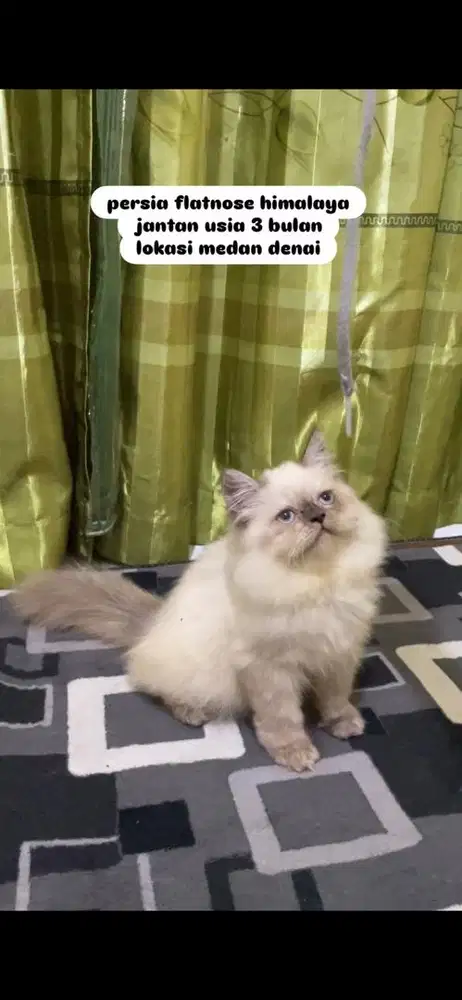 6 ekor persia longhair