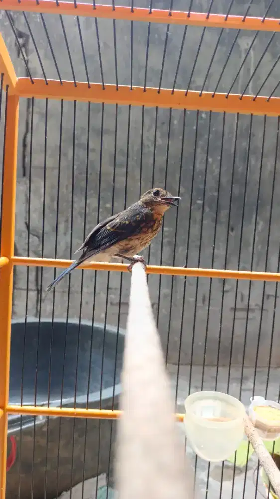 Tledekan gunung trotol