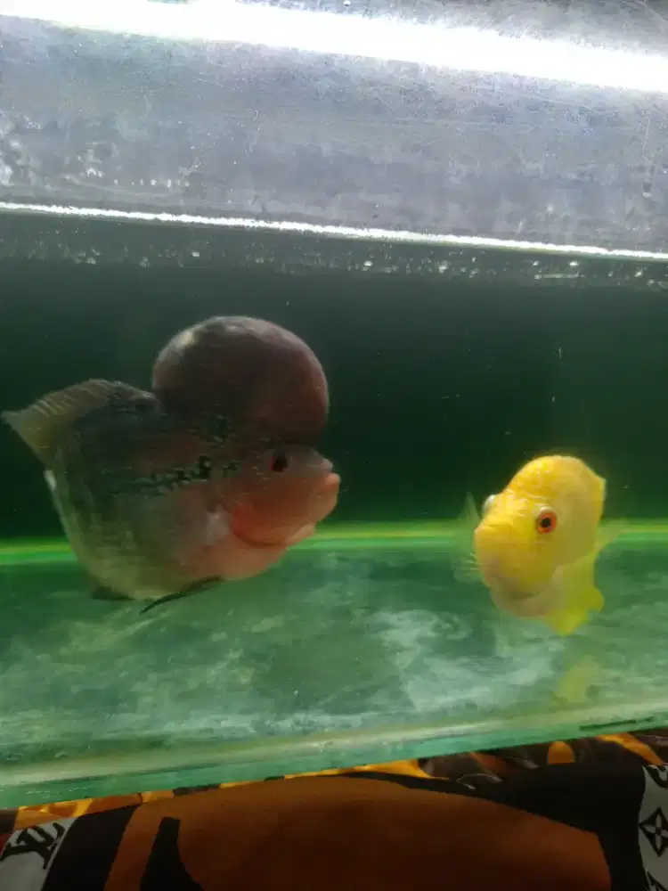 Ikan louhan sepasang