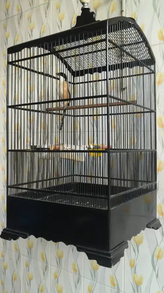 Burung cendet gacor dor