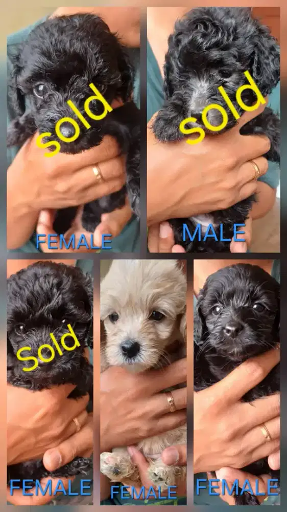 Toy Poodle Murah 1.5 bulan