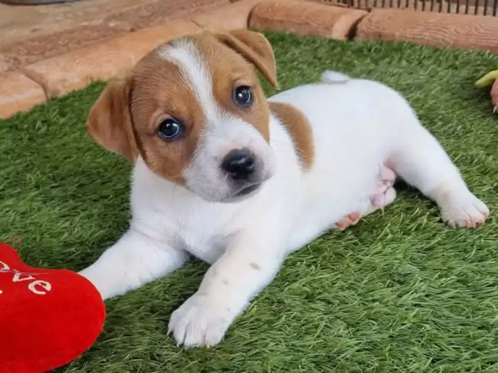 DIJUAL ANAK ANJING JACK RUSSEL