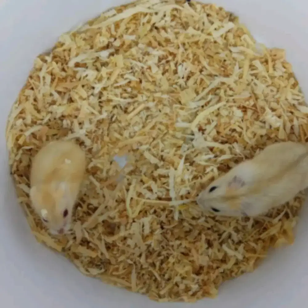 Grosir hamster serpong paradise