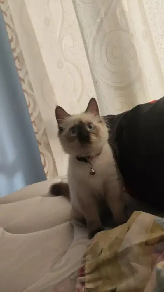 DICARI KUCING HIMALAYA HILANG