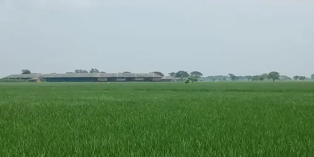 Di jual sawah 2 hektar di pebayuran. Surat SHM