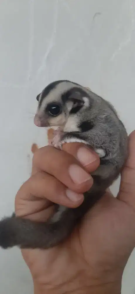 Joey cg het cream ph leu