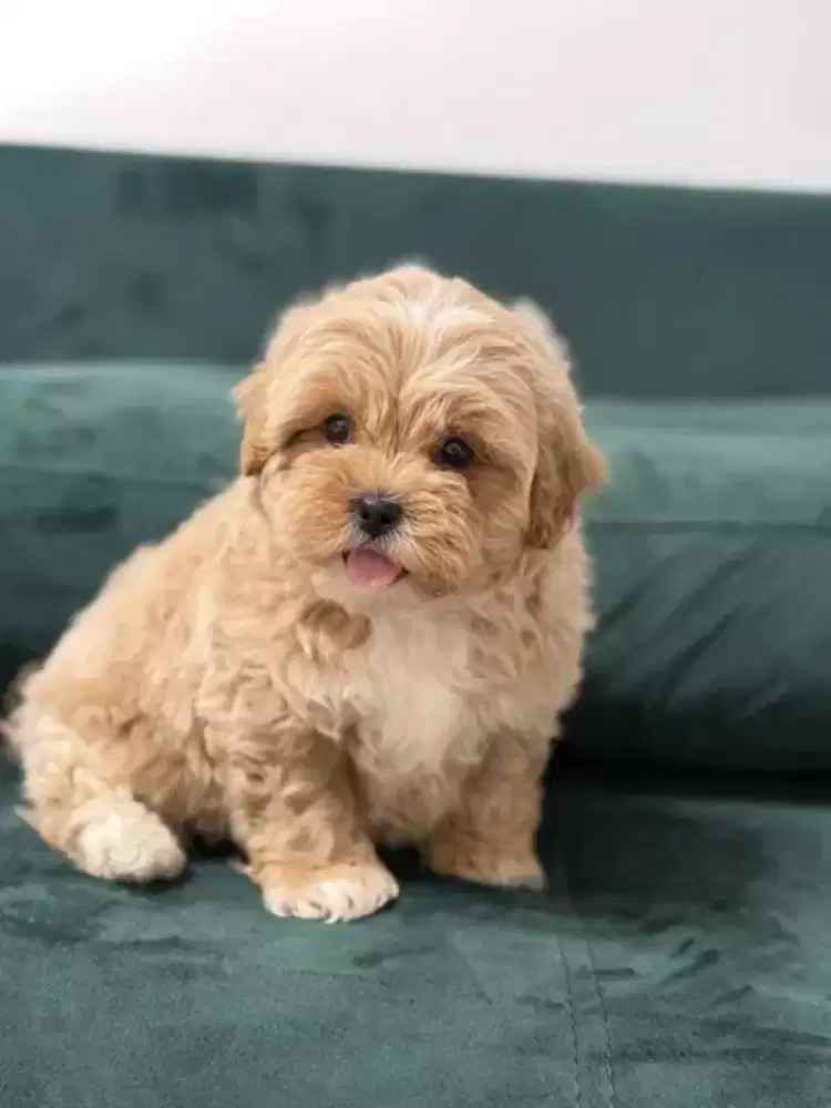 DIJUAL ANAK ANJING POODLE MIX MALTESE