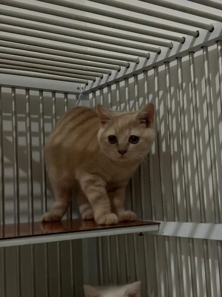 kucing British Short Hair