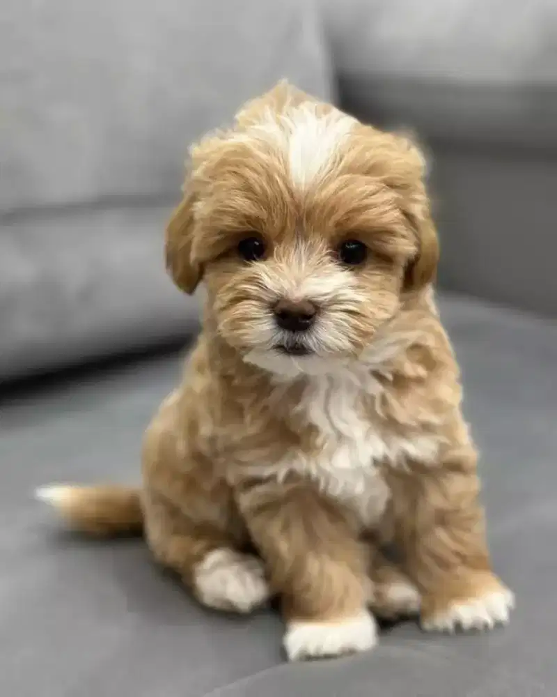 DIJUAL ANAK ANJING POODLE MIX MALTESE