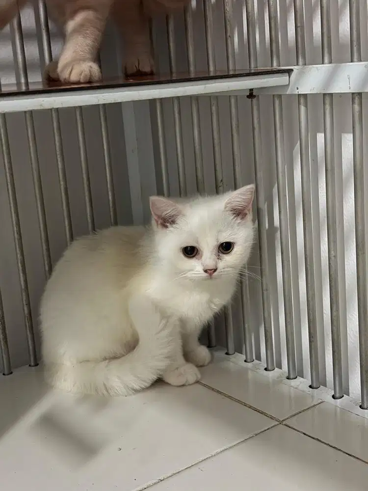 Kucing british short hair