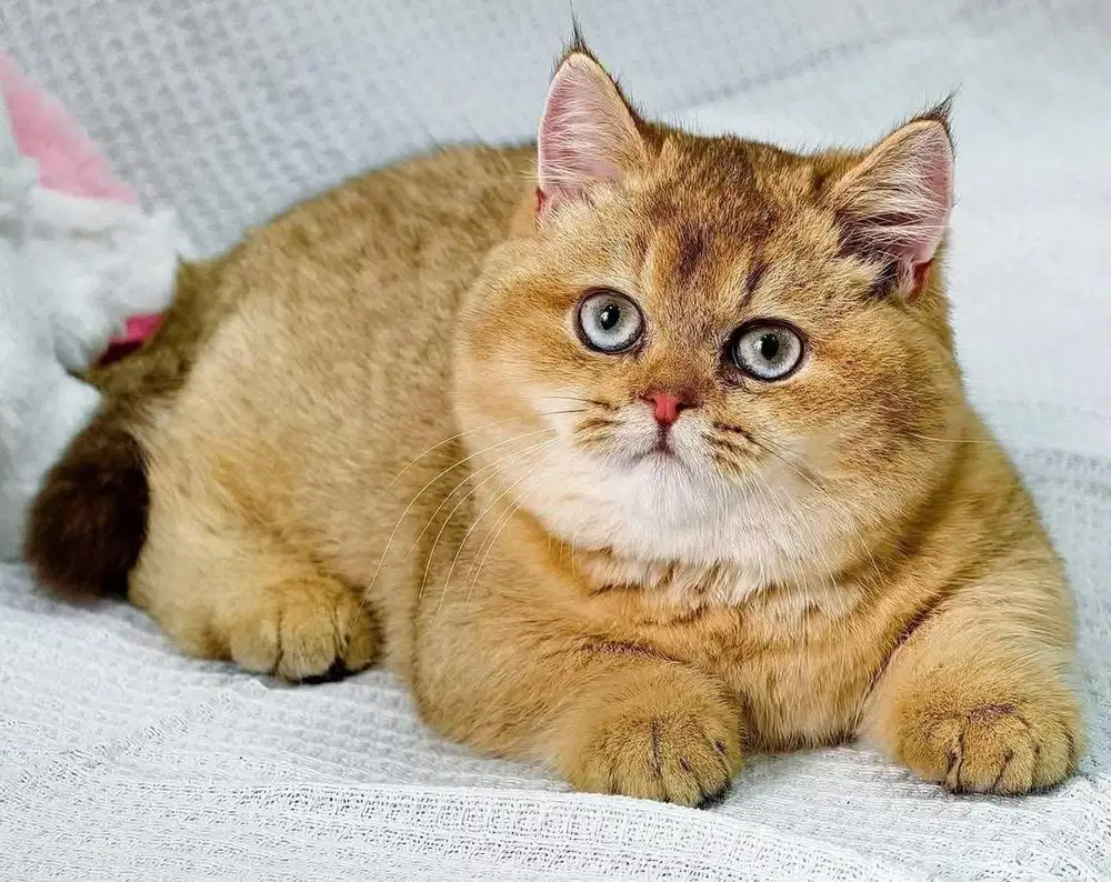 Munchkin bsh golden blue eyes RARE