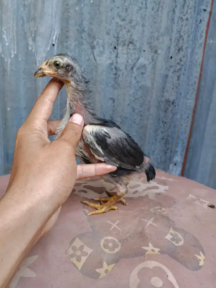 Ayam pakhoy line panzer