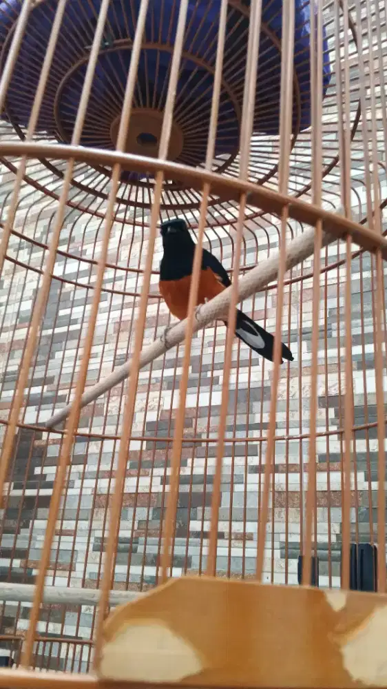 Di jual rugi murai batu prestasi gacor