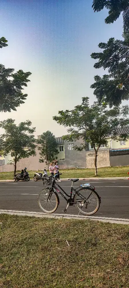 Polygon lovina nominus