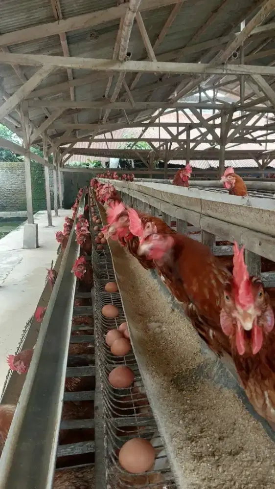 Ayam petelur siap produksi