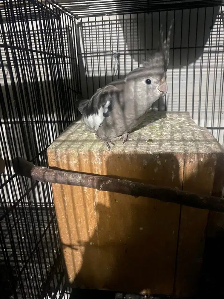 Falk wf grey jantan ex ff