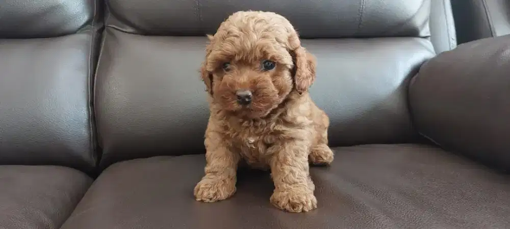 Anakan red mini poodle