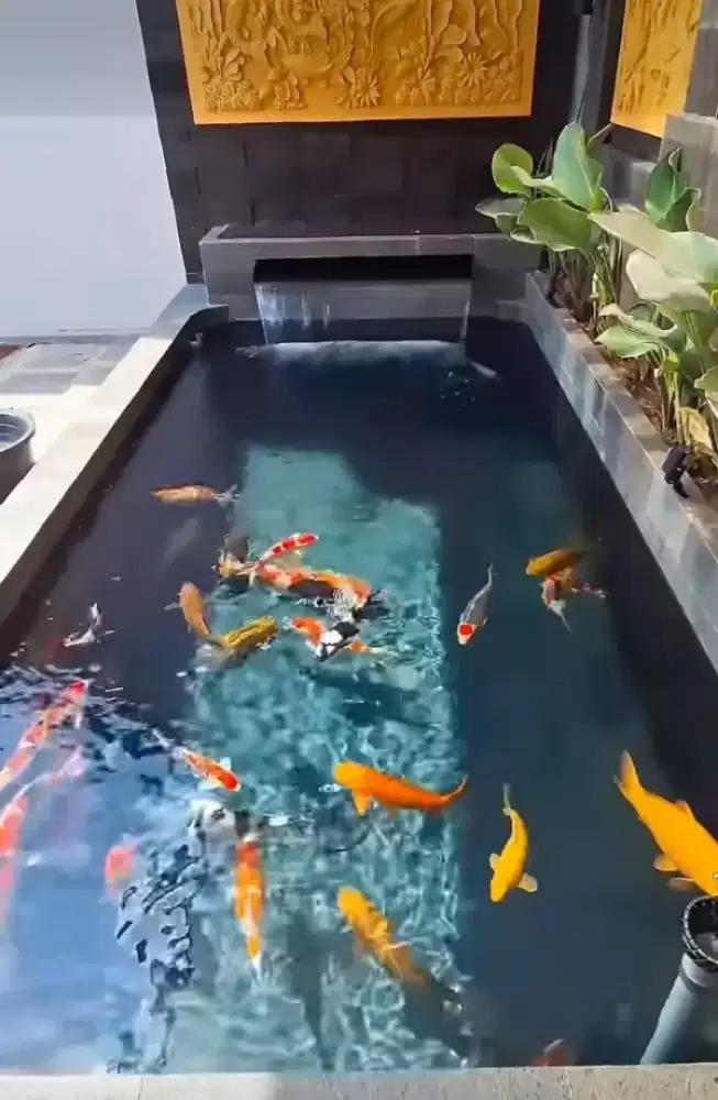 Kolam minimalis koi has batu alam