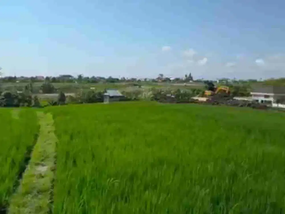 Tanah View Sawah Luas Strategis di Canggu Padonan