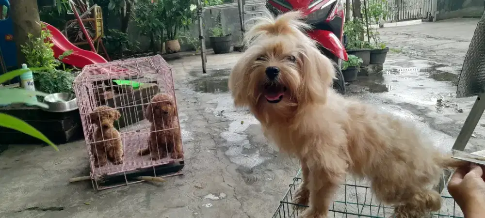 Maltese sepasang free Chihuahua betina kecil