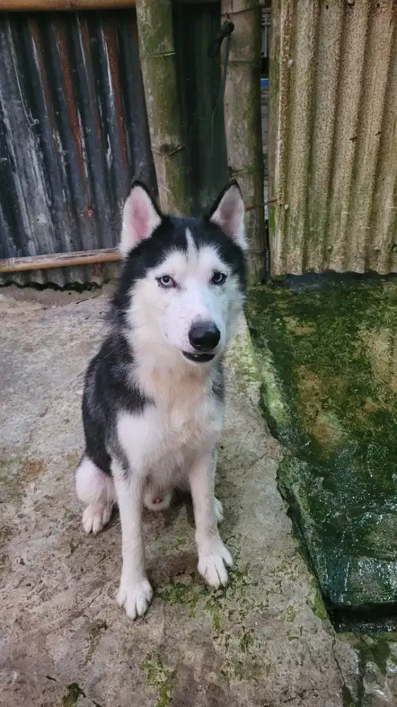 DIJUAL HUSKY JANTAN