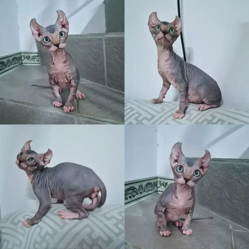 Kucing Elf kitten 3 bulan- Jantan