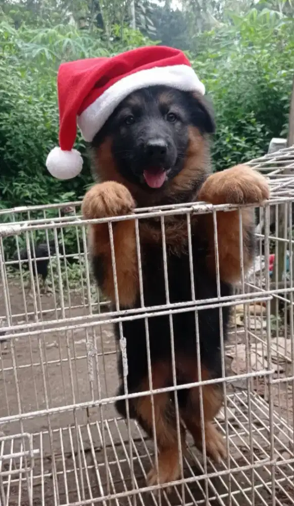 Anakan herder jantan