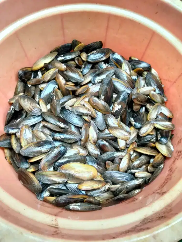 Kerang air tawar / kijing