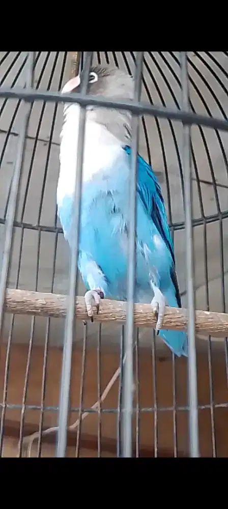 Lovebird biru cobal prospek