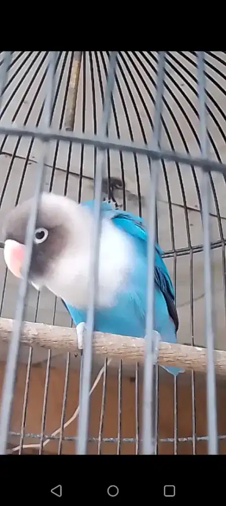 Burung Lovebird biru cobal