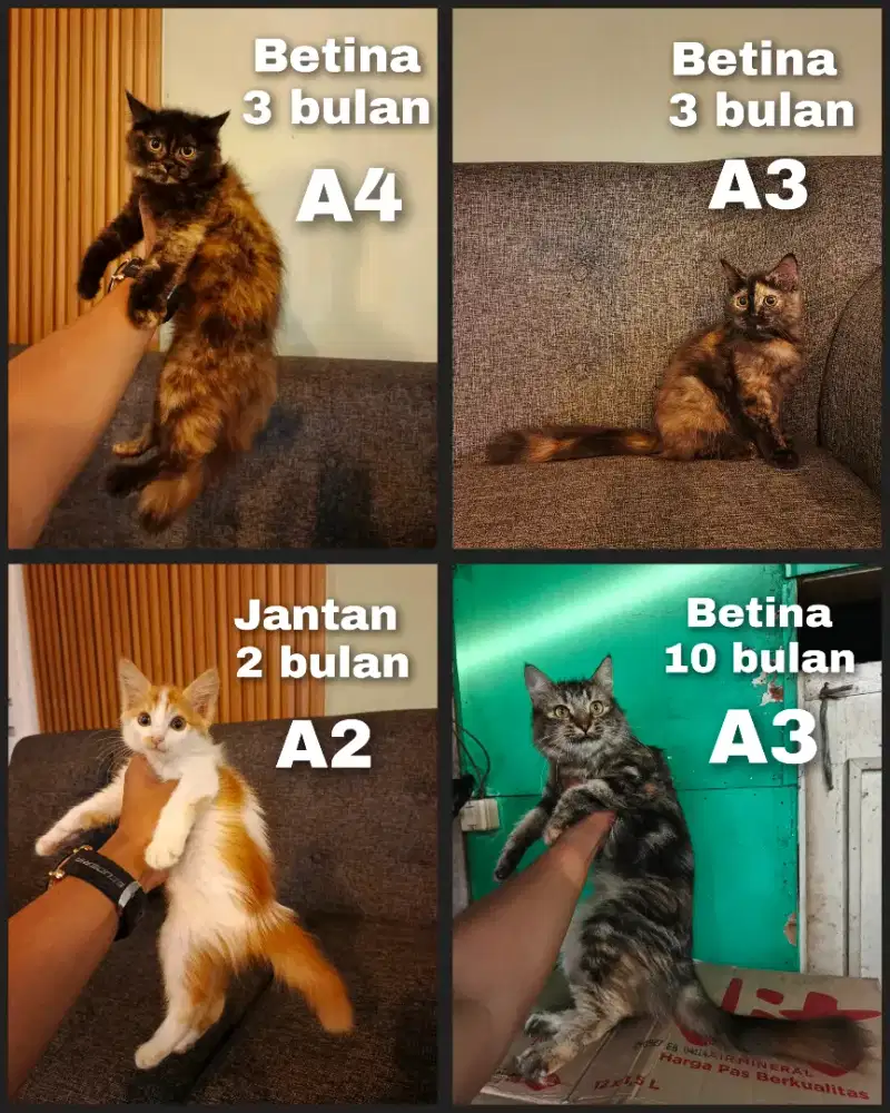 Kitten Persia dan dewasa