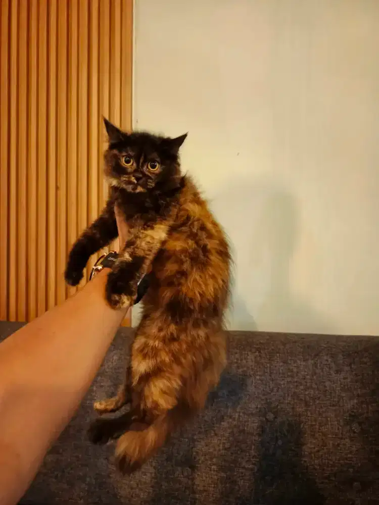 Kitten Persia dan dewasa