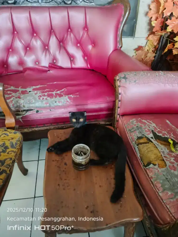 kucingg scotiss X britis