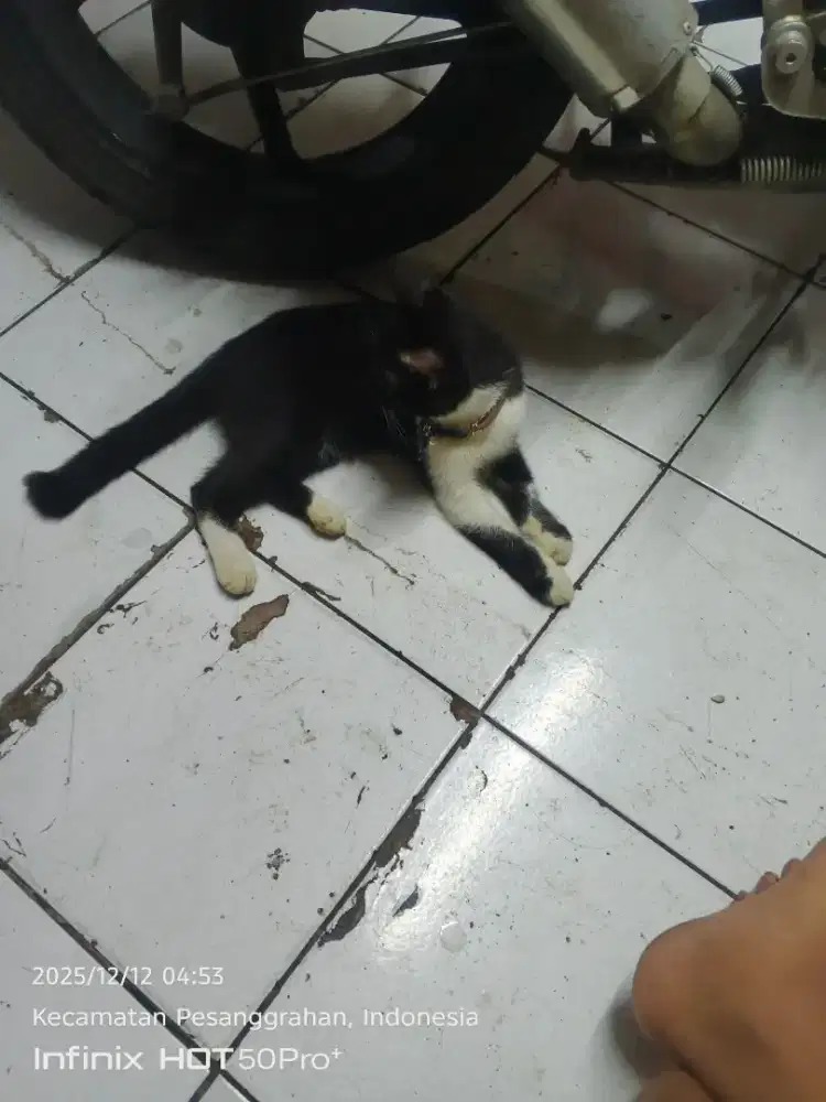 kucing BSH MIX scotiss