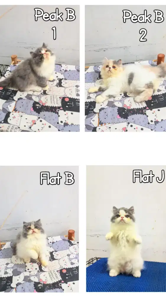 Kucing persia kitten