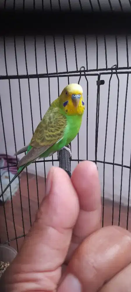 Burung parkit jantan