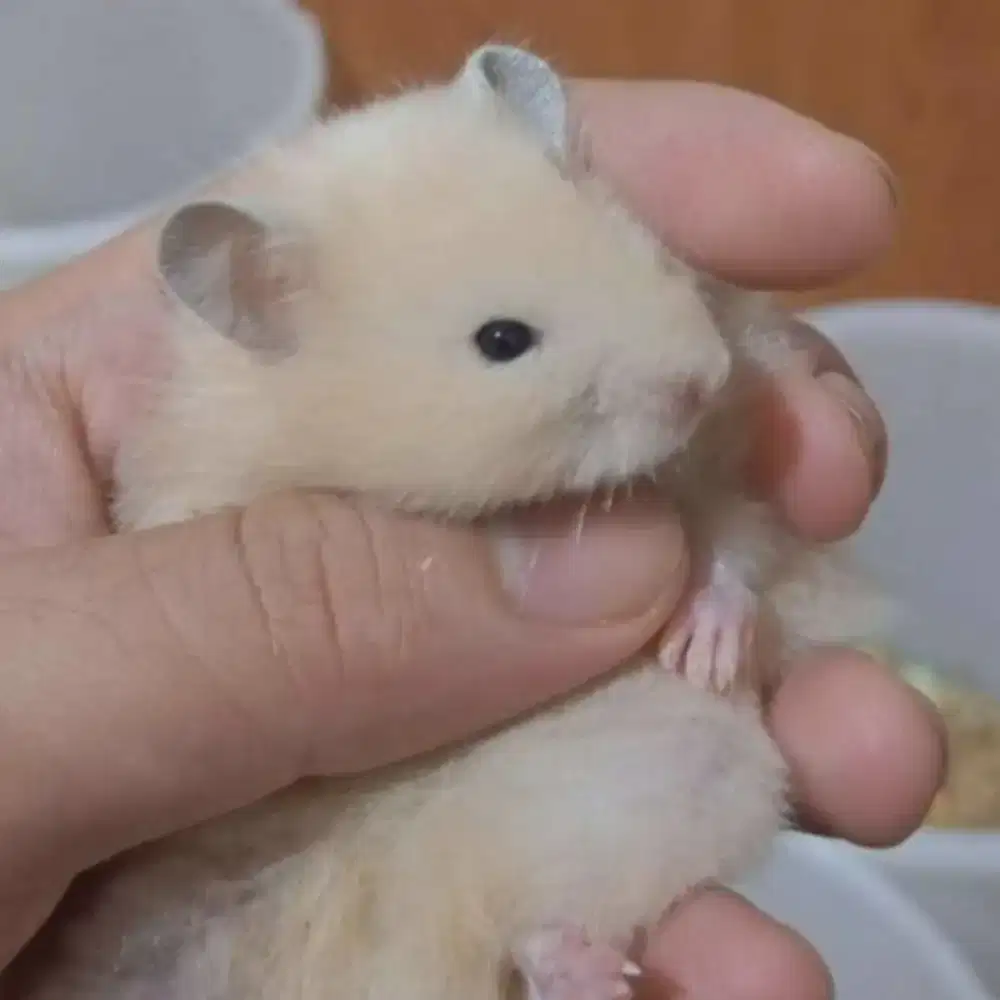 Hamster syrian lucu